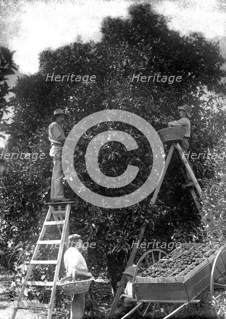 Picking oranges (Frederick George Walker beside cart - Upper Coomera), c1880s. Creator: Robert Augustus Henry L'Estrange.