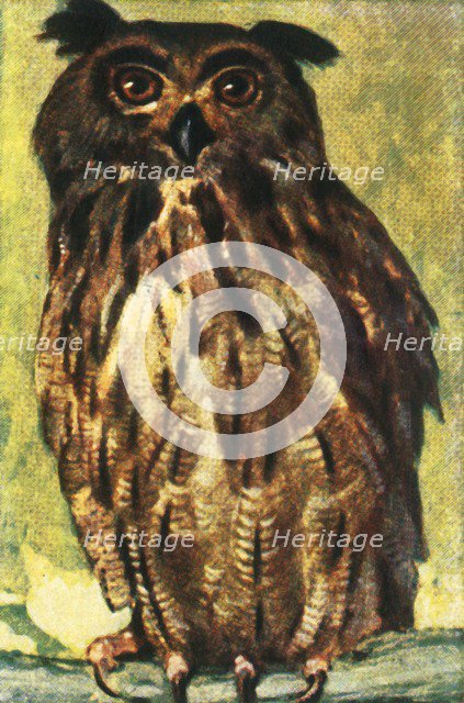 Eagle owl, c1928. Creator: Unknown.