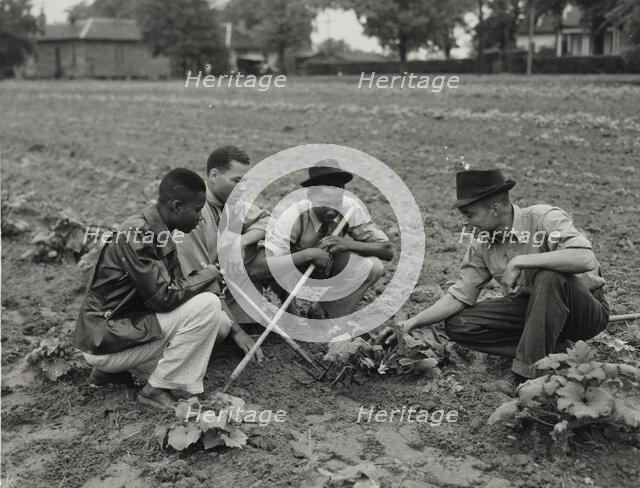 Fort Valley Normal and Industrial School, experimental garden, 1939 - 1943. Creator: Unknown.