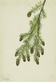 Western Hemlock (Tsuga heterophylla), 1923. Creator: Mary Vaux Walcott.