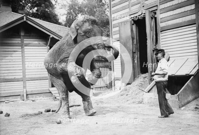 Hattie the elephant and Bill Snyder, between c1910 and c1915. Creator: Bain News Service.