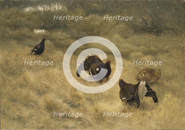 Blackgame in Springtime, 1907. Creator: Bruno Liljefors.