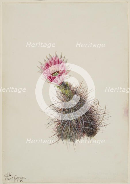 Cucumber Cactus, 1939. Creator: Mary Vaux Walcott.