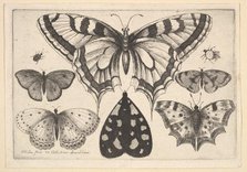 Five Butterflies, a Moth and Two Beetles, 1646. Creator: Wenceslaus Hollar.