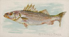 Striped Bass, from the Fish from American Waters series (N8) for Allen & Ginter Cigarettes..., 1889. Creator: Allen & Ginter.