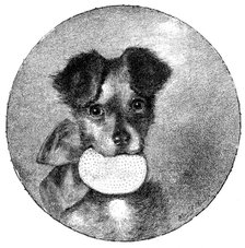 The Lady’s Pet, 1890. Creator: Unknown.