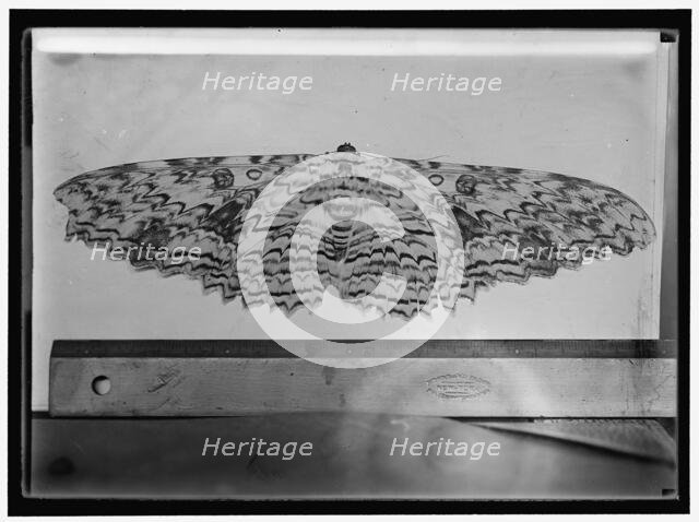 Moth, between 1911 and 1920. Creator: Harris & Ewing.