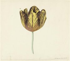 Tulip called Bizard Sub. a, 1765. Creator: Cornelis van Noorde.