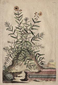 Phytographia Curiosa: Cistus Minor Rosmarini-Folius. Creator: Abraham Munting (Dutch, 1626-1683).