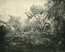 'Palm and Fern Island, Botanic Gardens, Brisbane', 1901. Creator: Unknown.