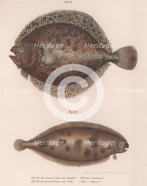 Turbot, (Rhombus maximus), Common Sole (Solea vulgaris), c.1850s. Artist: Unknown.