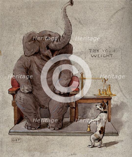 An elephant seated in an armchair is being weighed by a small dog, 1900. Creator: George Hope Tait.