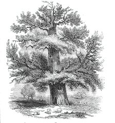 The Sydney Oak, at Penshurst, 1844. Creator: Unknown.