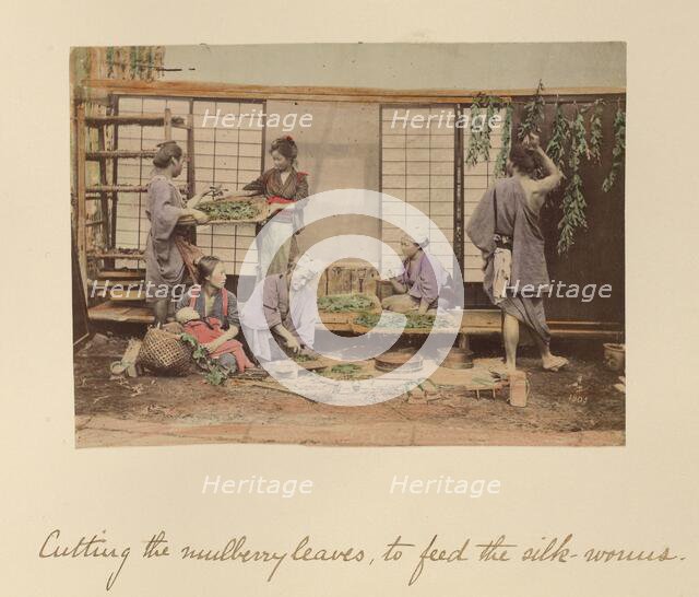 Cutting the Mulberry Leaves..., about 1873-1883. Creator: Shinichi Suzuki I.