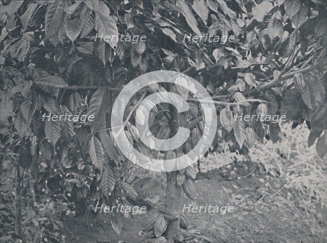 'Cacao Tree', 1924. Artist: J.S Fry & Sons.