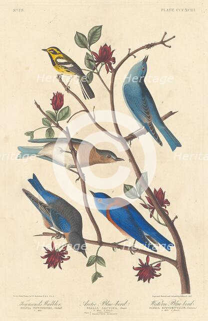 Townsend's Warbler, Arctic Blue Bird and Western Blue Bird, 1837. Creator: Robert Havell.