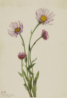 Alaska Fleabane (Erigeron salsuginosus), 1925. Creator: Mary Vaux Walcott.