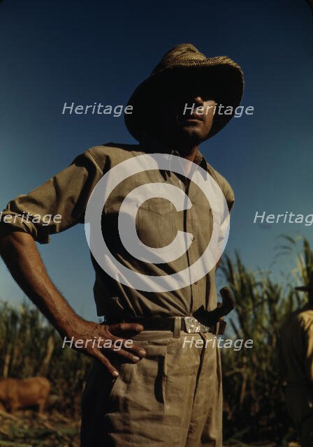 Man in a sugar-cane field during harvest, vicinity of Rio Piedras? Puerto Rico, 1941 or 1942. Creator: Jack Delano.