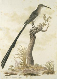 Promerops cafer (Cape sugarbird), 1777-1786. Creator: Robert Jacob Gordon.