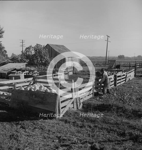 Farmyard of rural rehabilitation client, Tulare County, California, 1938. Creator: Dorothea Lange.
