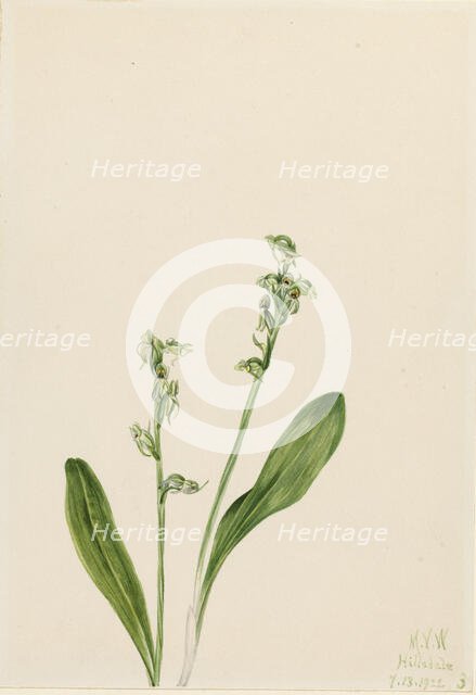 One-Leaf-Bog-Orchid (Habenaria obtusata), 1922. Creator: Mary Vaux Walcott.