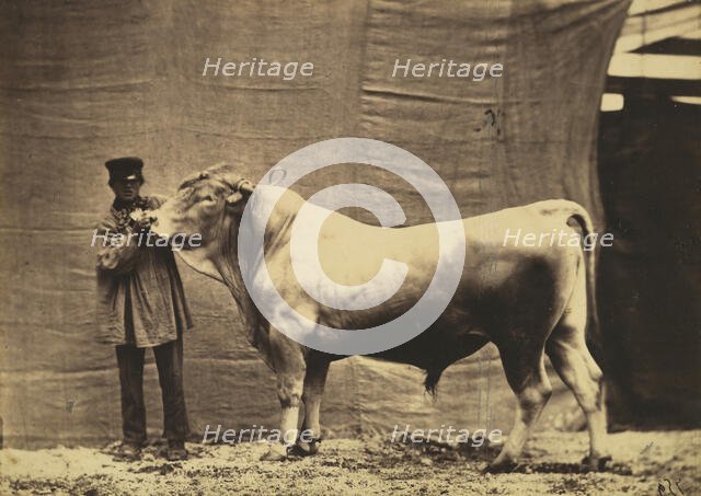 [Bull from Glane, Canton of Fribourg], 1856. Creator: Adrien Alban Tournachon.