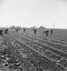 Gang of Filipino boys thinning lettuce, Salinas Valley, California, 1939. Creator: Dorothea Lange.