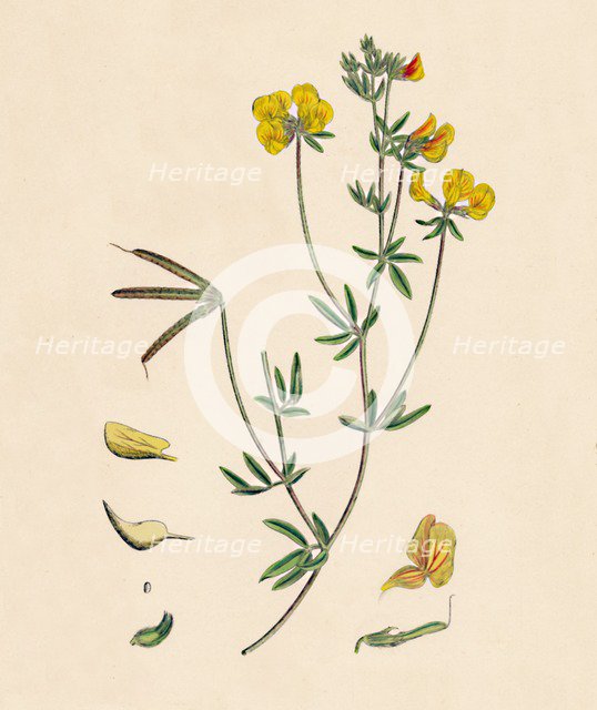 'Lotus tenius. Slender Bird's-foot Trefoil', 19th Century. Artist: Unknown.