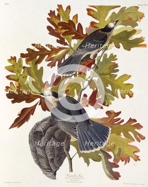 The grey jay. From "The Birds of America", 1827-1838. Creator: Audubon, John James (1785-1851).