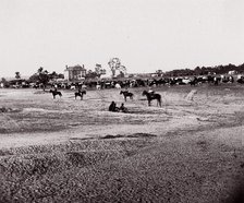 [Herd of Horses]. Brady album, p. 123, 1861-65. Creator: Unknown.