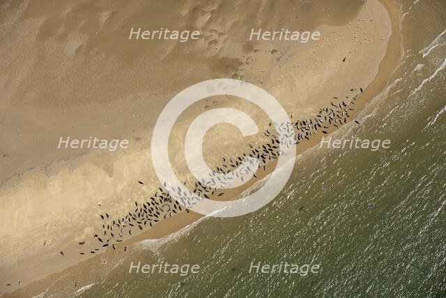 Seal colony on Scroby Sands, Norfolk, 2021. Creator: Damian Grady.