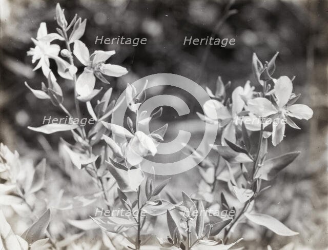 Wildflowers in bloom, between 1915 and 1935. Creator: Frances Benjamin Johnston.