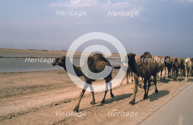 Camel train travelling on a Road alongside the Euphrates near Nasiriya, Iraq, 1977.