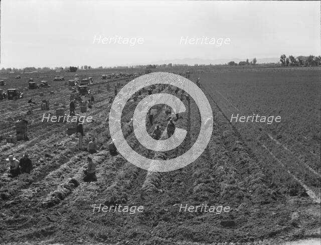 Large scale agriculture, near Meloland, Imperial Valley, 1939. Creator: Dorothea Lange.