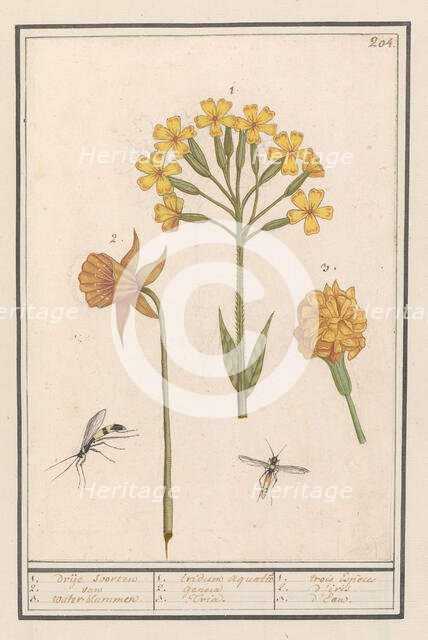 Narcis (Narcissus), Golden primrose  (Primula veris) and Tagetes (African marigold), 1596-1610.  Creators: Anselmus de Boodt, Elias Verhulst.