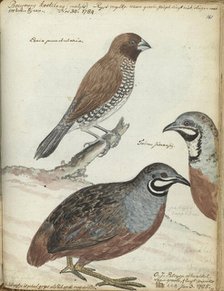 Rice bird and Javanese quail, 1785. Creator: Jan Brandes.