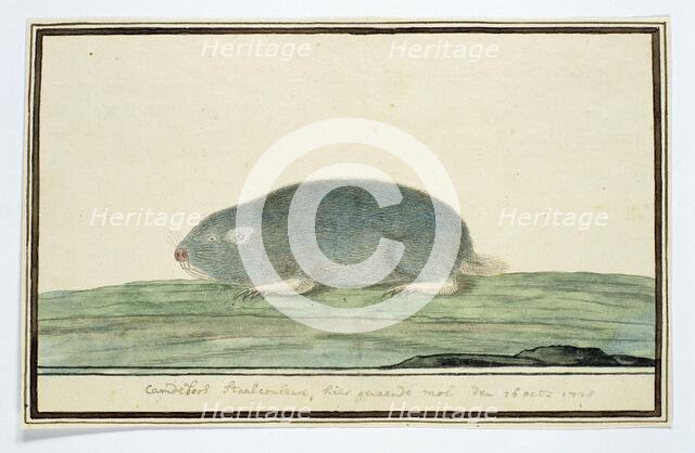 Cryptomys hottentotus (Common mole-rat), 1778. Creator: Robert Jacob Gordon.