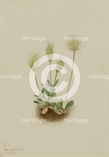 White Dryad (Dryas octopetala), 1920. Creator: Mary Vaux Walcott.