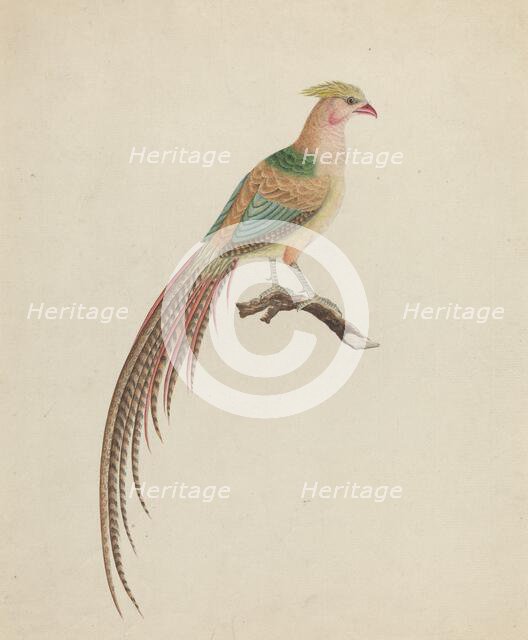 Golden Pheasant (Chrysolophus pictus), c. 1801. Creator: Unknown.