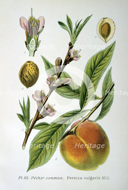 Common peach, 1893. Artist: Unknown