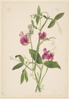 (Untitled--Flower Study), 1879. Creator: Mary Vaux Walcott.