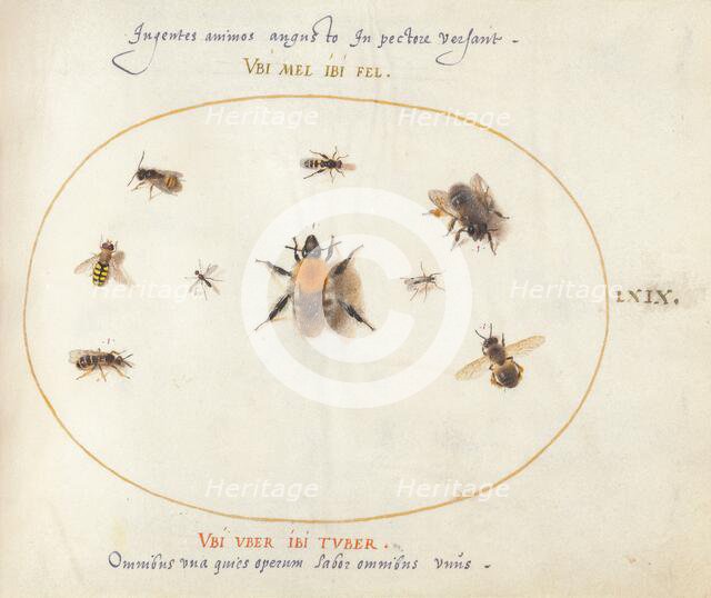 Plate 69: Nine Bees and Other Insects, c. 1575/1580. Creator: Joris Hoefnagel.
