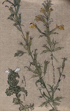 Two plants, possibly louseworts (Pedicularis species): flowering stems. Creator: Unknown.