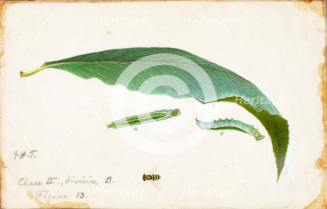 Unspotted Beach Leaf Edge Caterpillar..., late 19th-early 20th century. Creator: Emma Beach Thayer.