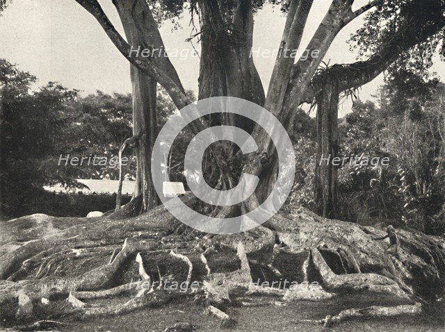 'Gummibaume wie Tafel 14, Teilansicht der Brettwurzeln', 1926. Artist: Unknown.