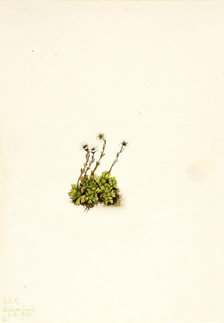 Tufted Saxifrage (Saxifraga caespitosa), 1921. Creator: Mary Vaux Walcott.