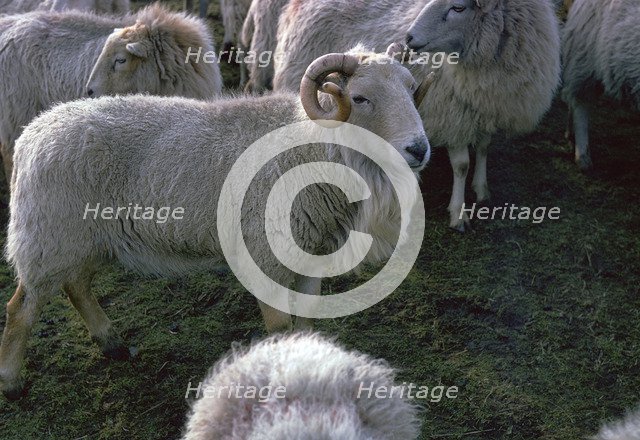 Welsh Mountain ram. Artist: Unknown