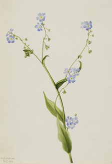 Bur-forget-me-not (Lappula diffusa), 1903. Creator: Mary Vaux Walcott.