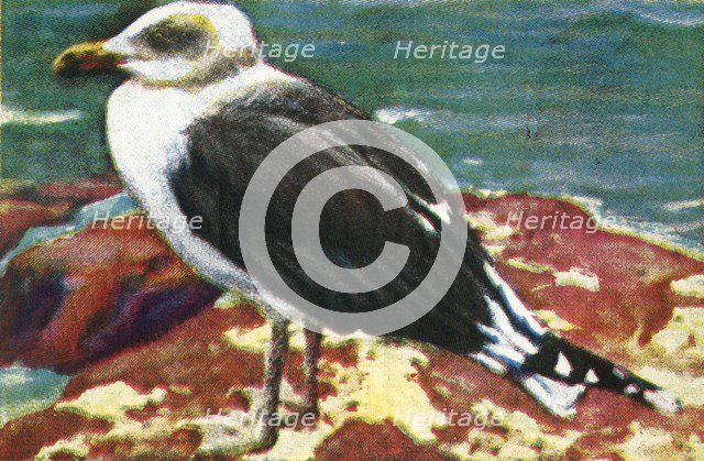 Dominican gull, c1928. Creator: Unknown.