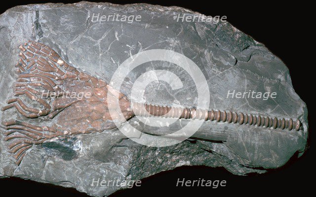 Fossil of a crinoid lily. Artist: Unknown